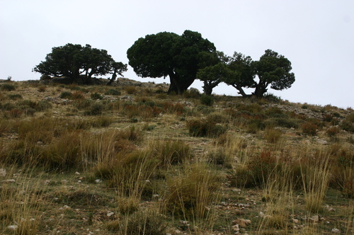 Juniperus thurifera subsp. aurasiaca image