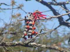 Erythrina folkersii