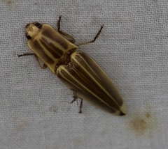 Semiotus ligneus image