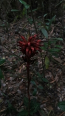 Stenorrhynchos albidomaculatum