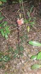 Stenorrhynchos albidomaculatum