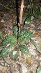 Stenorrhynchos albidomaculatum