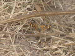 Phyciodes graphica