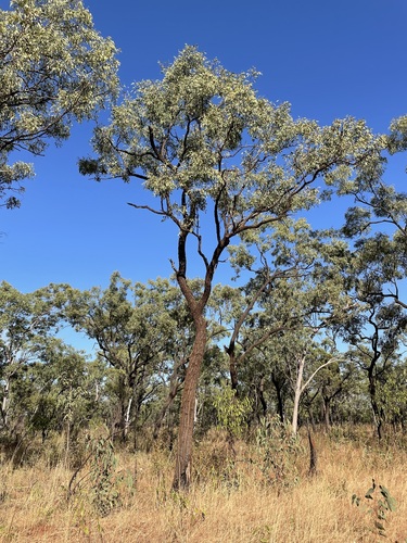 Wandi Ironbark (Eucalyptus jensenii)