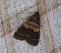 Hydrillodes nilgirialis