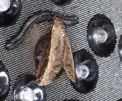 Lophoptera squammigera
