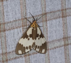 Nyctemera carissima