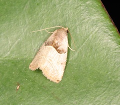 Rivula basalis