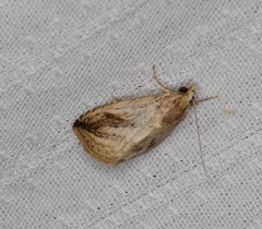 Rivula striatura