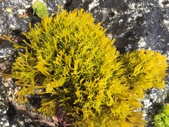 Ahnfeltiopsis concinna