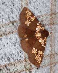 Saroba pustulifera