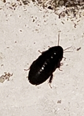 Pycnoscelus surinamensis