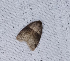 Stictane rectilinea chinesica