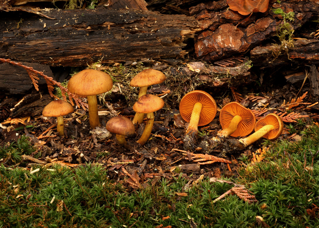 Cortinarius zakii