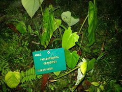 Philodendron grandipes
