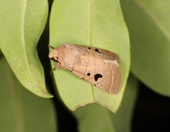 Athetis bispurca