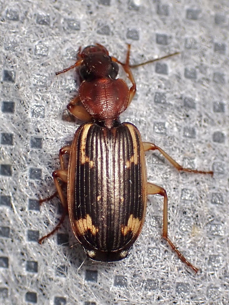 Apenes hilariola