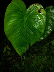 Philodendron grandipes