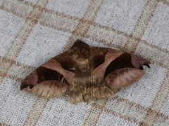 Bastilla arcuata