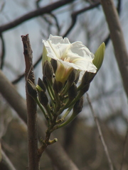 Ipomoea arborescens