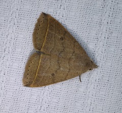 Bocula caradrinoides