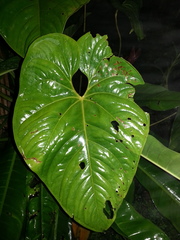 Anthurium hoffmannii