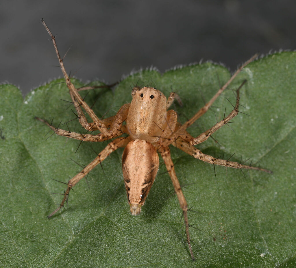 Oxyopes occidens