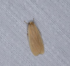 Danielithosia immaculata