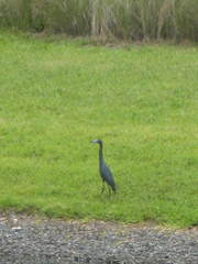 Egretta caerulea