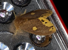 Euproctis quadrangularis