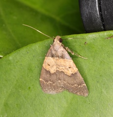 Hydrillodes nilgirialis