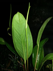 Anthurium durandii