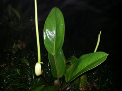 Anthurium durandii