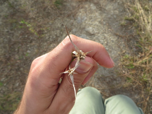 Image of Rhynchospora floridensis by (c) Ben Machado, some rights reserved (CC BY)