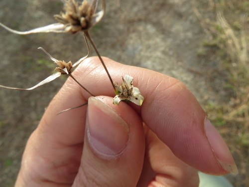 Image of Rhynchospora floridensis by (c) Ben Machado, some rights reserved (CC BY)