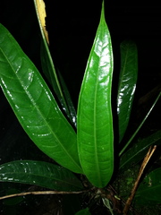 Anthurium testaceum