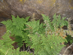 Myriopteris myriophylla
