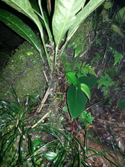 Anthurium testaceum