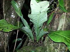 Anthurium salvinii
