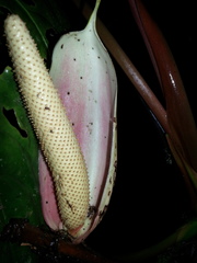 Anthurium formosum