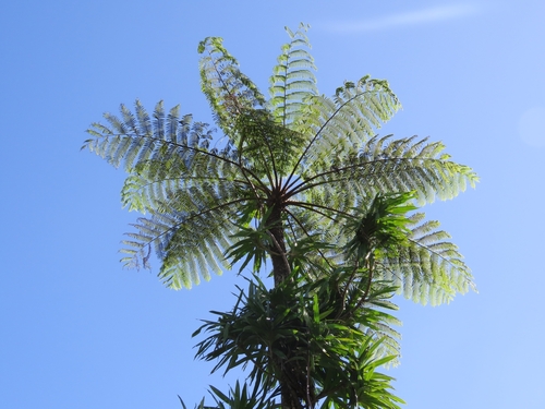 Sphaeropteris lunulata observed 2023-07-19