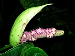 Anthurium formosum
