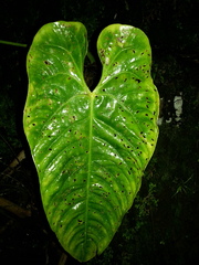 Anthurium formosum