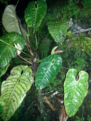 Anthurium formosum