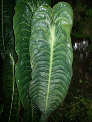 Anthurium veitchii