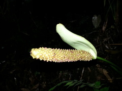 Anthurium hoffmannii