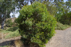 Eucalyptus baueriana thalassina