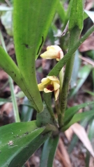 Maxillaria variabilis