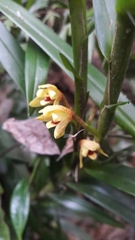 Maxillaria variabilis
