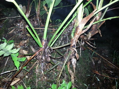 Anthurium hoffmannii
